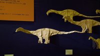 Apatosaurus-s-7c503.jpg
